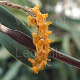 Bulbophyllum oriental (elassonotum var. dark)