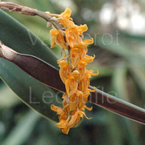 Bulbophyllum orientale (elassonotum var. dark)