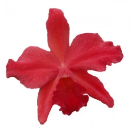 Cattleya Hazel Boyd 'Royal Scarlet'  AM/AOS (Slc.)