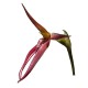 Bulbophyllum nymphopolitanum