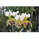 Paphiopedilum Leeanum