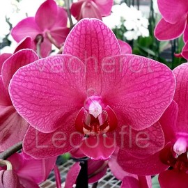 Phalaenopsis Pavarotti