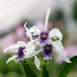 Laelia purpurata (var. werkhauseri x var. coerulea)