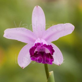 Cattleya intermedia var. orlata 'Rio'