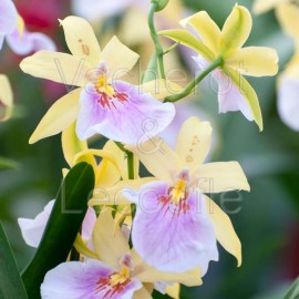 Miltonia Hawaiian Sunset