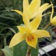 Cattleya aurantiaca ('Miami' x 'Citronella')