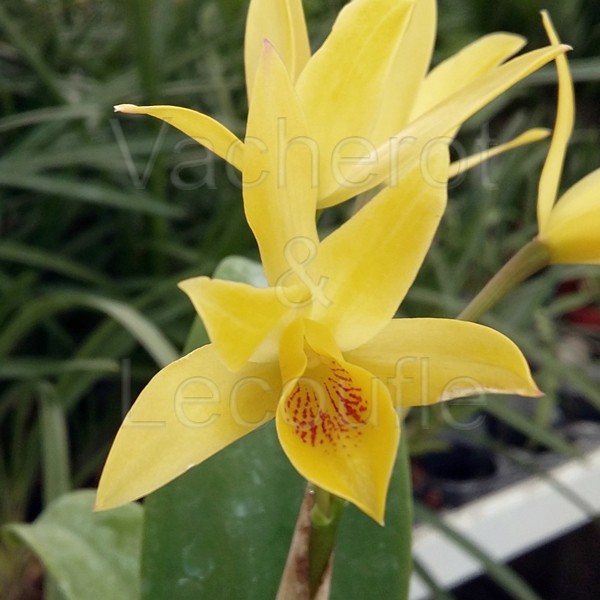  Cattleya aurantiaca ('Miami' x 'Citronella')