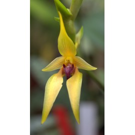 Bulbophyllum carunculatum