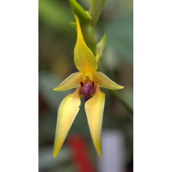 Bulbophyllum carunculatum