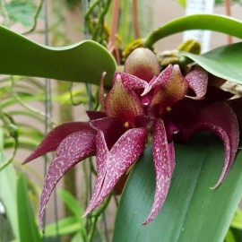 Bulbophyllum Rachelle LCDO (frostii x flechterianum)