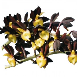 Catasetum tenebrosum