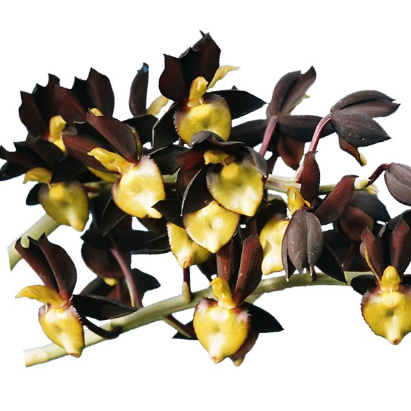 Catasetum tenebrosum