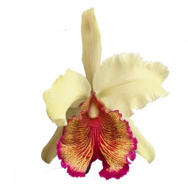 Cattleya dowiana