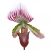 Paphiopedilum callosum