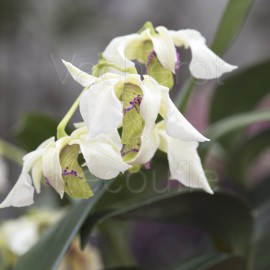 Dendrobium Hermon Slade
