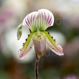 Paphiopedilum callosum var. sublaeve