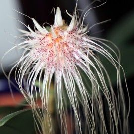Bulbophyllum medusae