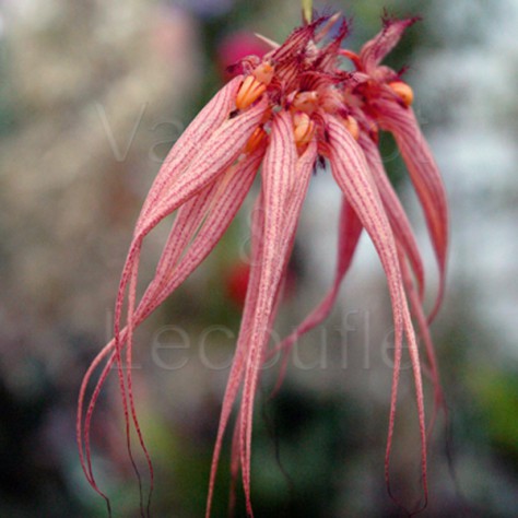 Bulbophyllum Elizabeth Ann 'Buckleberry' FCC/AOS