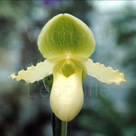 Paphiopedilum Avalon Mist