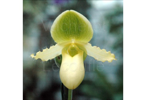 Paphiopedilum Avalon Mist