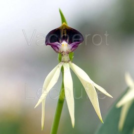 Prosthechea Green Hornet