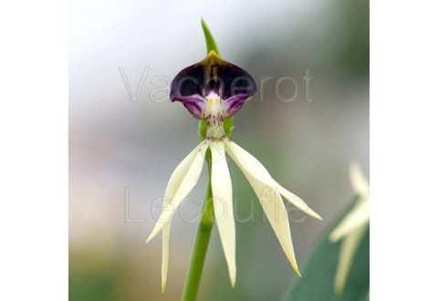 Prosthechea Green Hornet
