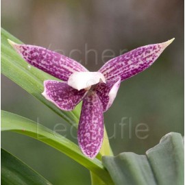 Prosthechea garciana