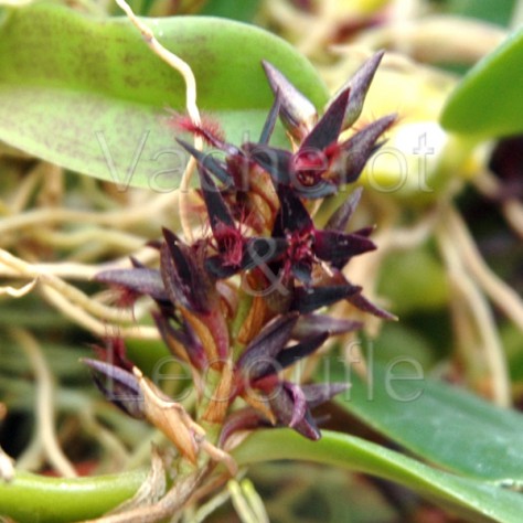 Bulbophyllum tremulum