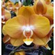 Phalaenopsis Las Vegas