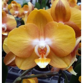 Phalaenopsis Las Vegas
