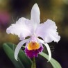 Cattleya trianae