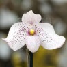Paphiopedilum Vanda M. Pearman