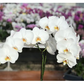 Phalaenopsis blanc délicat à grandes fleurs