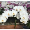 Phalaenopsis blanc délicat à grandes fleurs