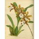 Miltonia candida