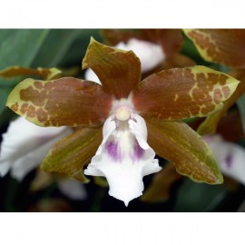 Miltonia candida