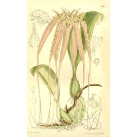Bulbophyllum longissimum