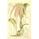 Bulbophyllum longissimum
