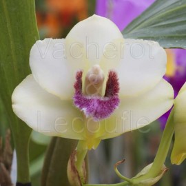 Bifrenaria harrisoniae