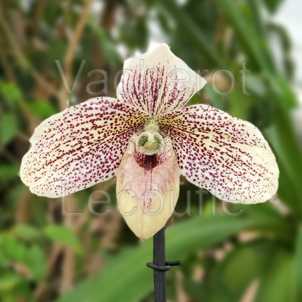 Paphiopedilum (leucochilum x sukhakulii)