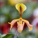 Paphiopedilum villosum