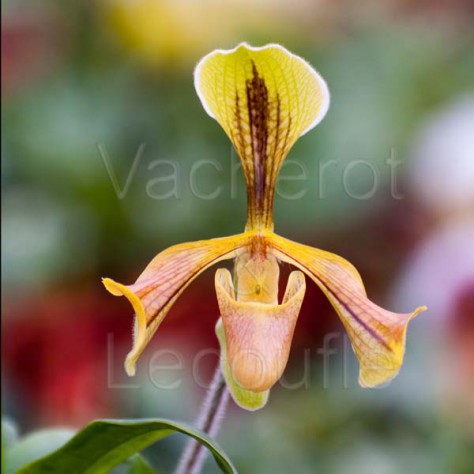 Paphiopedilum villosum