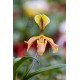 Paphiopedilum villosum