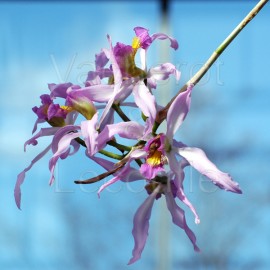 Longévité des orchidées
