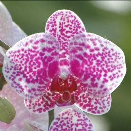 Phalaenopsis : sortie au jardin