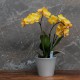 Cache-pot orchidée "Philippines" ARGENT effet métallique ø12cm
