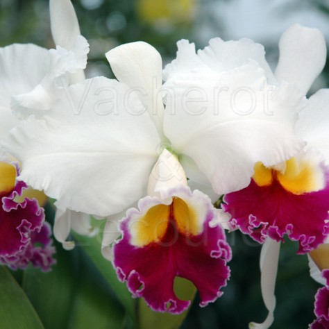 Cattleya : floraison