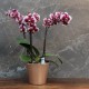 Cache-pot orchidée "Philippines" BRONZE effet métallique ø12cm