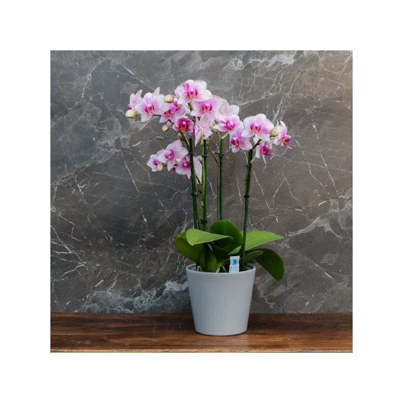 Cache-pot orchidée céramique Philippines diam. 12,5cm