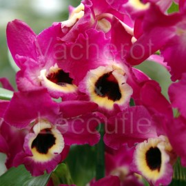 Dendrobium nobile : où couper la tige florale ?